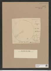 Coscinodiscus rex Wall. (de-Toni-Nr.: Genus 202, Species 5074) Zeichnungen Sammlung Grunow Nr. 8822 (NHMW-BOT-W0378438)